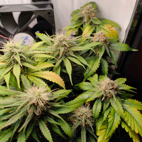 Crystal Candy growlog timeline photo