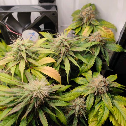 Crystal Candy growlog timeline photo