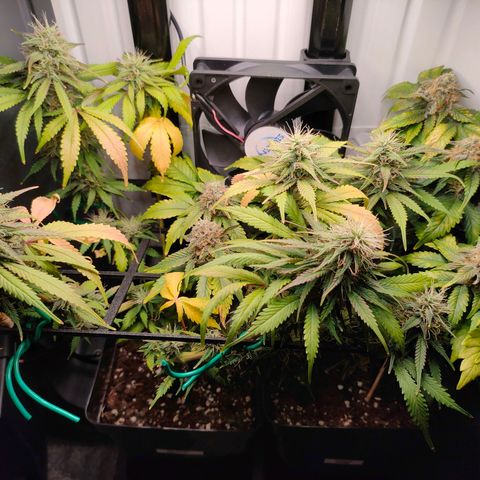 Do-Sweet-Dos growlog timeline photo