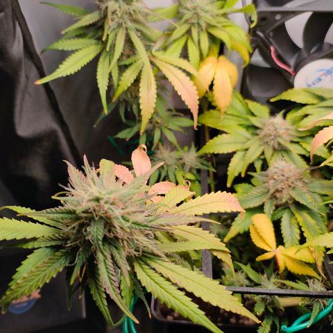 Do-Sweet-Dos growlog timeline photo