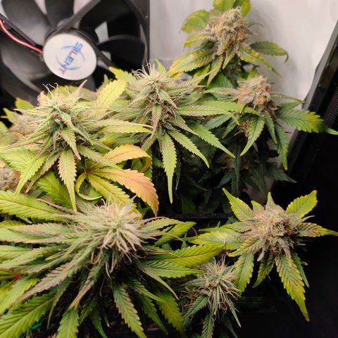 Crystal Candy growlog timeline photo