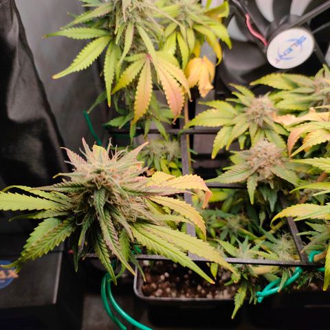 Do-Sweet-Dos growlog timeline photo