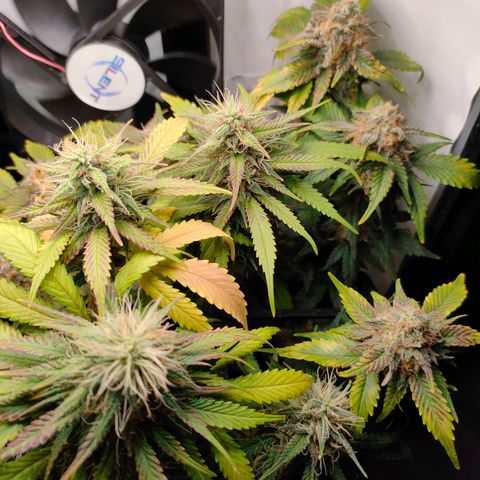 Crystal Candy growlog timeline photo