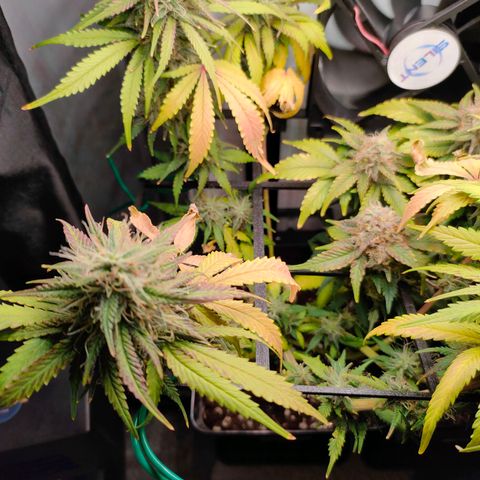 Do-Sweet-Dos growlog timeline photo