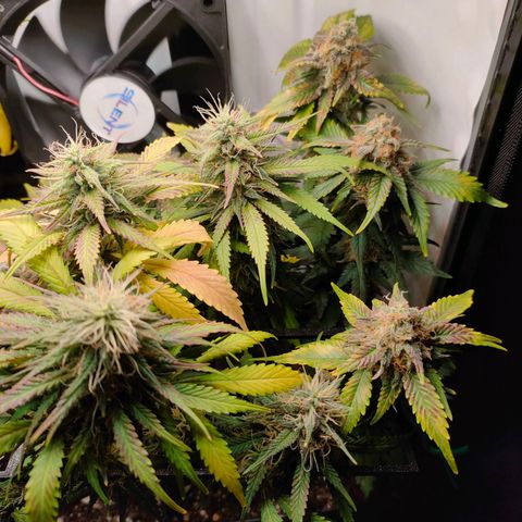 Crystal Candy growlog timeline photo