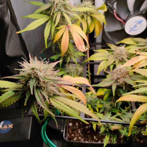 Do-Sweet-Dos growlog timeline photo