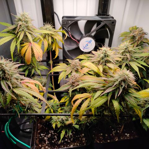 Do-Sweet-Dos growlog timeline photo