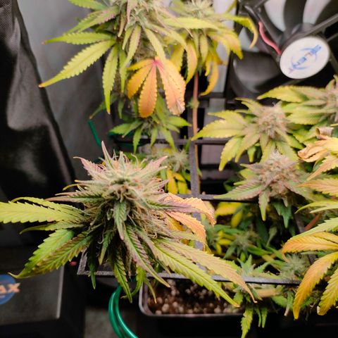 Do-Sweet-Dos growlog timeline photo