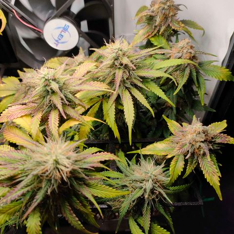 Crystal Candy growlog timeline photo