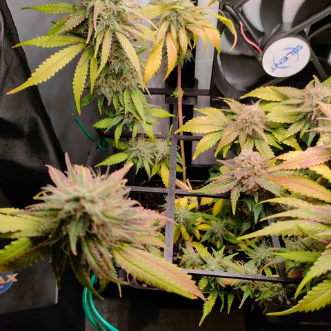 Do-Sweet-Dos growlog timeline photo