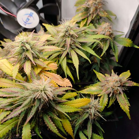 Crystal Candy growlog timeline photo