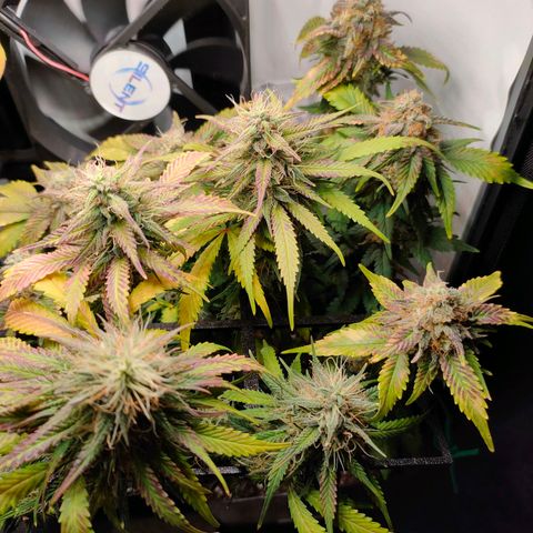 Crystal Candy growlog timeline photo
