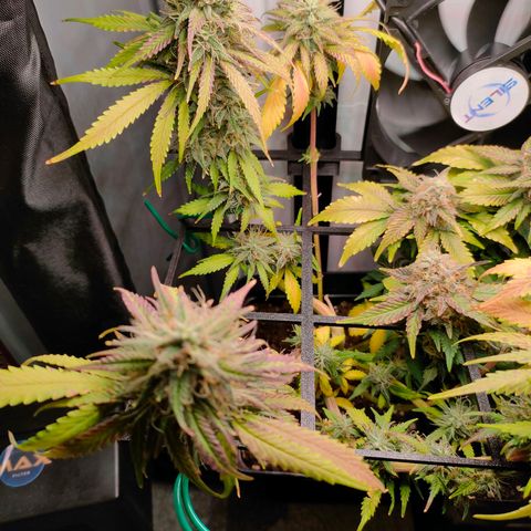 Do-Sweet-Dos growlog timeline photo