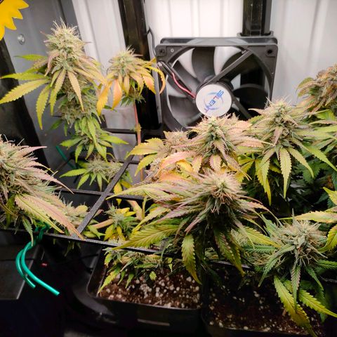 Do-Sweet-Dos growlog timeline photo