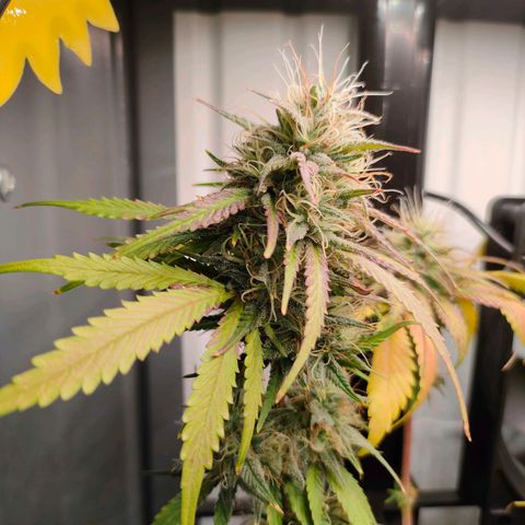 Do-Sweet-Dos growlog timeline photo