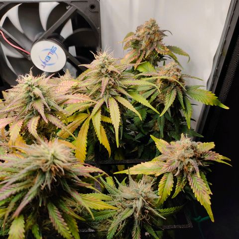 Crystal Candy growlog timeline photo