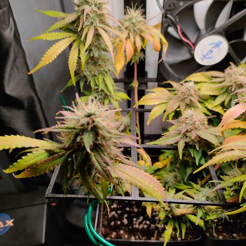 Do-Sweet-Dos growlog timeline photo