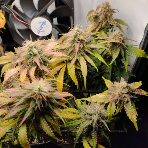 Crystal Candy growlog timeline photo
