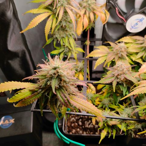 Do-Sweet-Dos growlog timeline photo