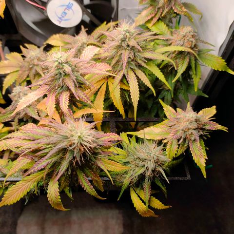 Crystal Candy growlog timeline photo