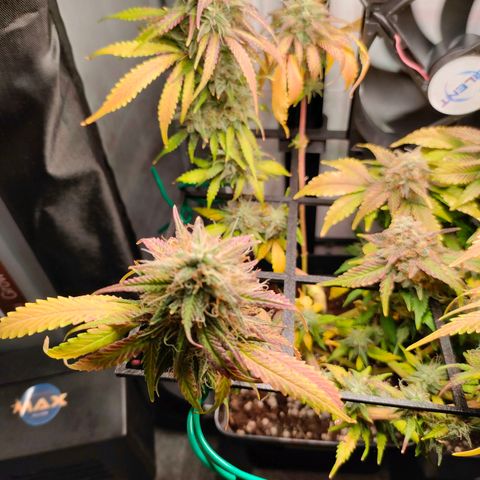 Do-Sweet-Dos growlog timeline photo