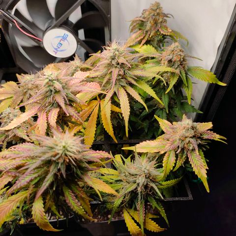 Crystal Candy growlog timeline photo