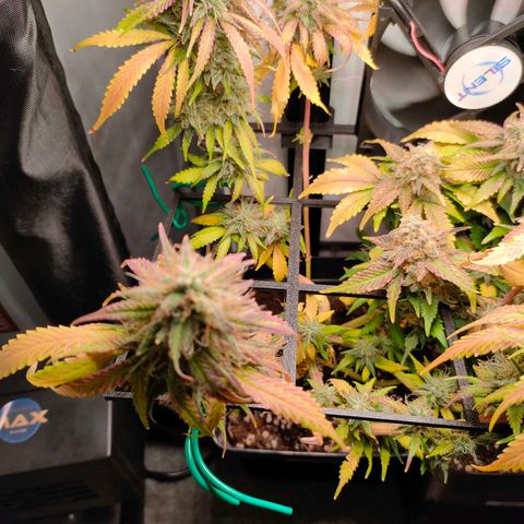 Do-Sweet-Dos growlog timeline photo
