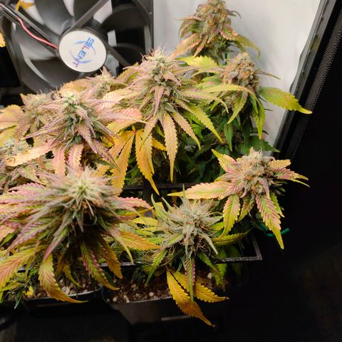 Crystal Candy growlog timeline photo