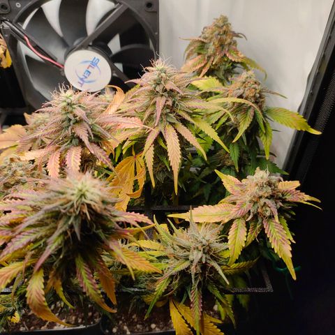 Crystal Candy growlog timeline photo