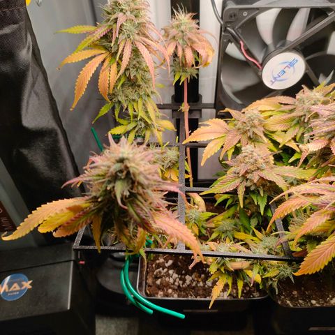 Do-Sweet-Dos growlog timeline photo