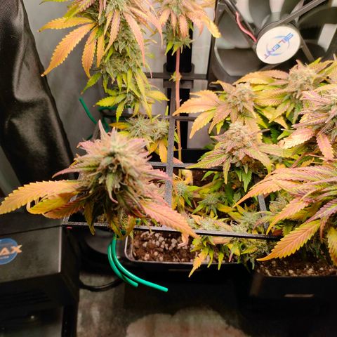 Do-Sweet-Dos growlog timeline photo