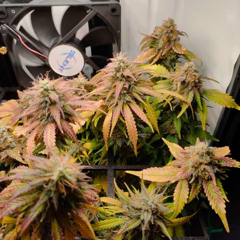 Crystal Candy growlog timeline photo