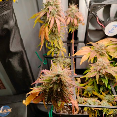 Do-Sweet-Dos growlog timeline photo