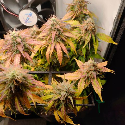 Crystal Candy growlog timeline photo