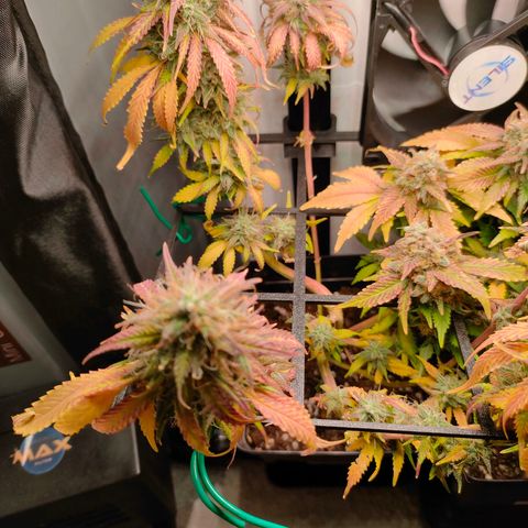 Do-Sweet-Dos growlog timeline photo