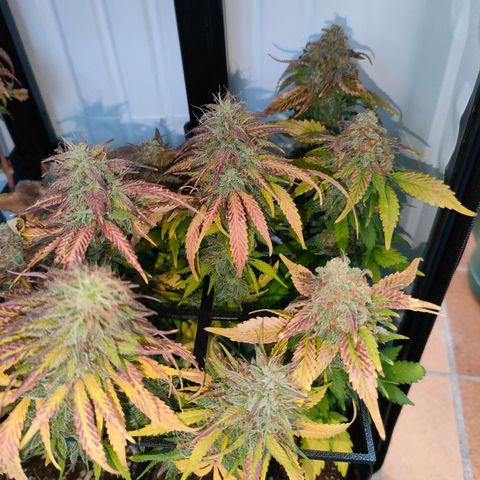 Crystal Candy growlog timeline photo