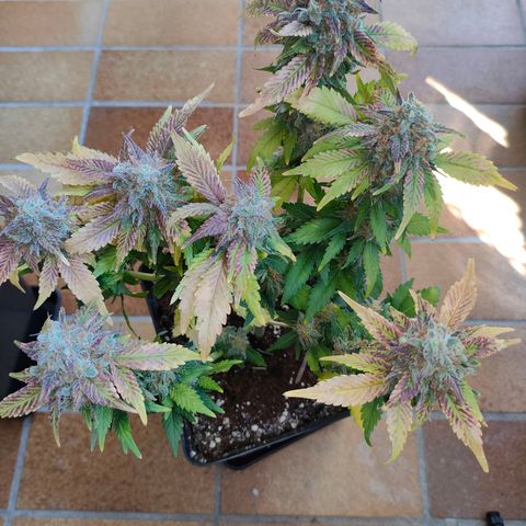 Crystal Candy growlog timeline photo