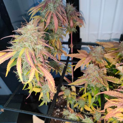 Do-Sweet-Dos growlog timeline photo