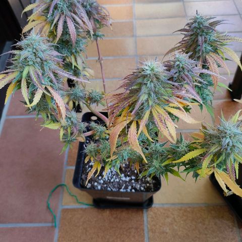 Do-Sweet-Dos growlog timeline photo