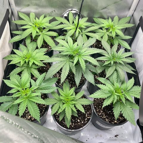 Kings Juice x Nl#2 growlog timeline photo