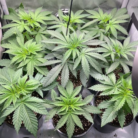 Kings Juice x Nl#2 growlog photo: Getting close to taking some cuts and seeing if they are male or female. 
