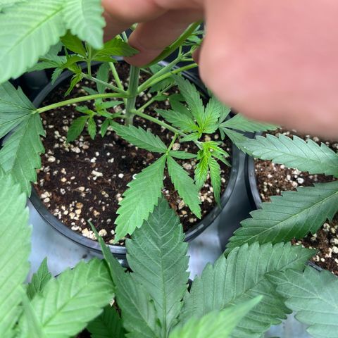 Kings Juice x Nl#2 growlog photo: Getting close to taking some cuts and seeing if they are male or female. 