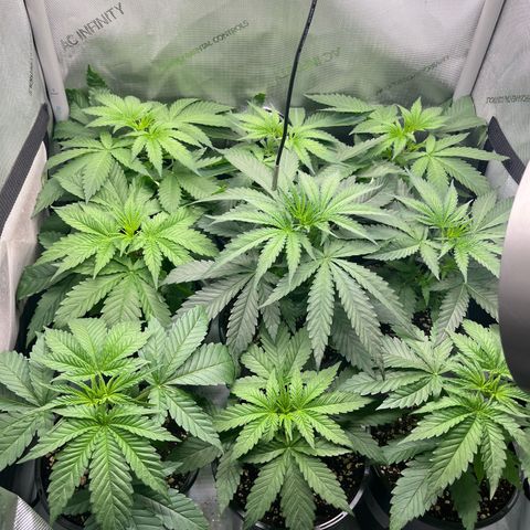 Kings Juice x Nl#2 growlog timeline photo