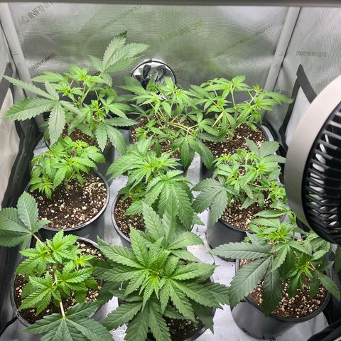 Kings Juice x Nl#2 growlog photo: Chop chop