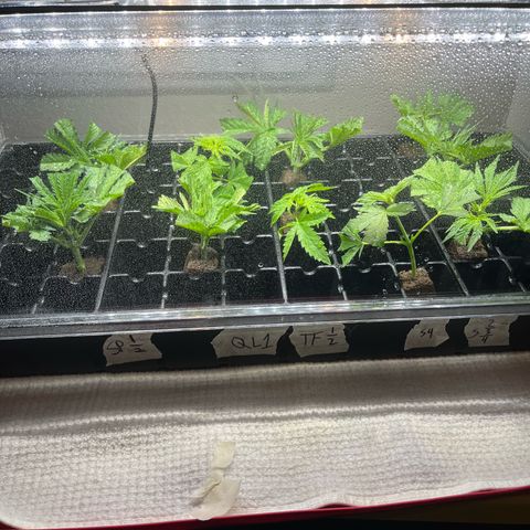 Kings Juice x Nl#2 growlog timeline photo
