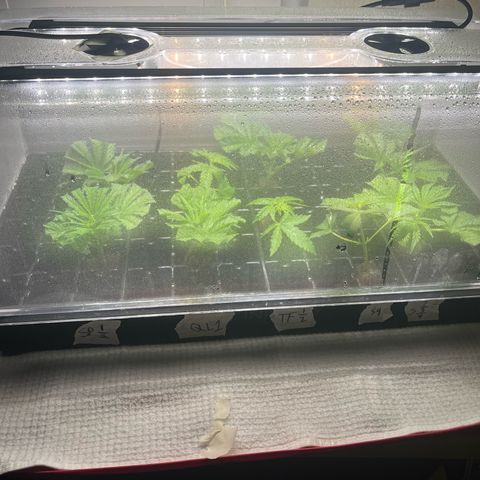 Kings Juice x Nl#2 growlog timeline photo