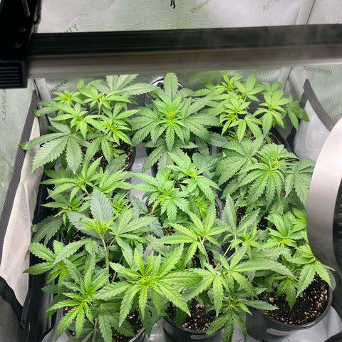 Kings Juice x Nl#2 growlog timeline photo