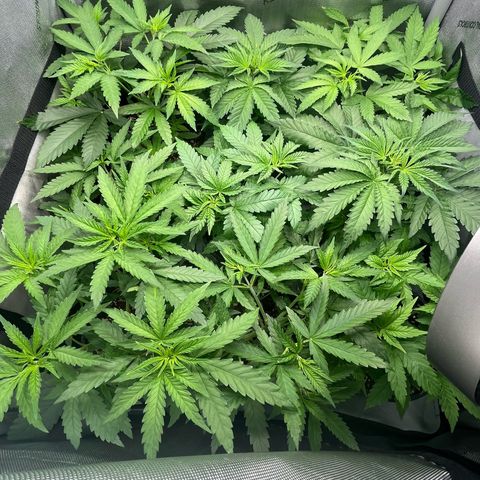 Kings Juice x Nl#2 growlog timeline photo