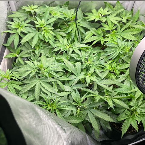 Kings Juice x Nl#2 growlog timeline photo