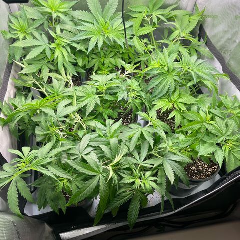 Hella jelly x NL#2 growlog timeline photo